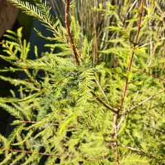 Taxodium mucronatum