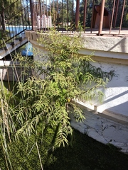 Taxodium mucronatum