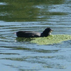 Fulica americana