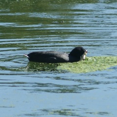 Fulica americana