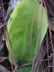 Pinguicula macrophylla