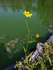 Bidens