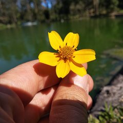 Bidens