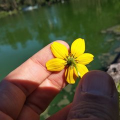 Bidens