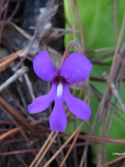 Pinguicula macrophylla