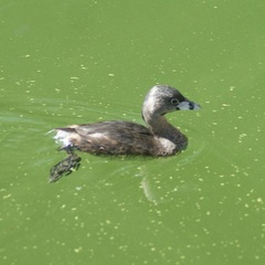 Podilymbus podiceps