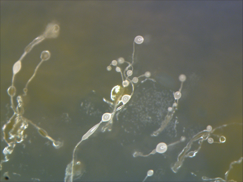 Dictyostelids