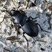 Warrior Beetles - Photo (c) Bob Peterson, some rights reserved (CC BY-SA)