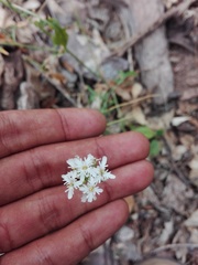 Dryopetalon