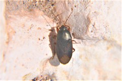 Delochilocoris illuminatus