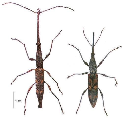 New Zealand Giraffe Weevil photo 4