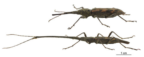 New Zealand Giraffe Weevil photo 5