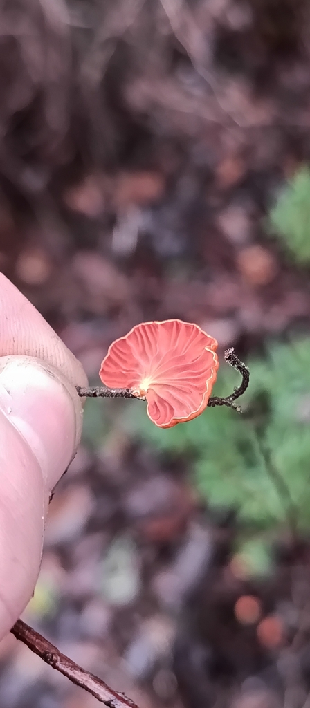 Anthracophyllum archeri · July 2025 · photo: © em_lamond (iNaturalist, cc-by)