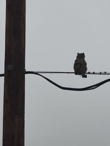View observation of {o.common_name} on iNaturalist