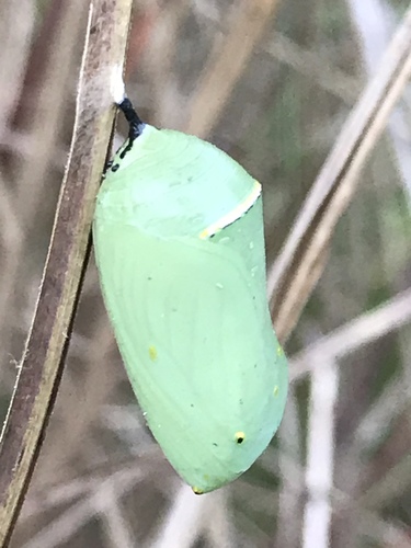 Monarch photographed in Rhode Island