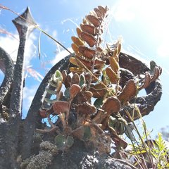 Astrolepis crassifolia