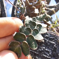 Astrolepis crassifolia
