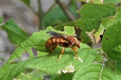 Dianthidium macrurum