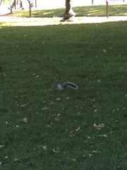 Sciurus carolinensis