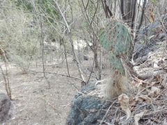 Opuntia gosseliniana