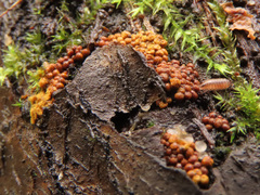 Perichaena corticalis