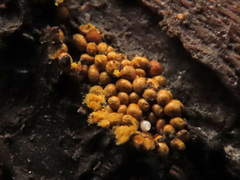 Perichaena corticalis