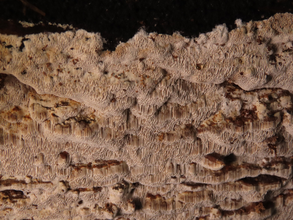Aporpium