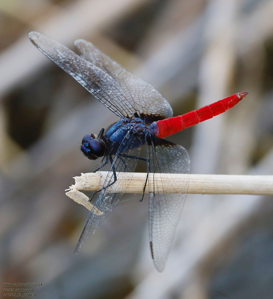 Mexican Scarlet-tail