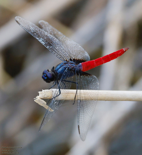 Mexican Scarlet-tail
