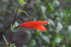 Clinopodium mexicanum