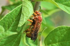 Dianthidium macrurum