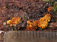 Perichaena corticalis