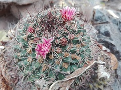 Mammillaria sonorensis