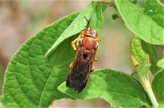 Dianthidium macrurum