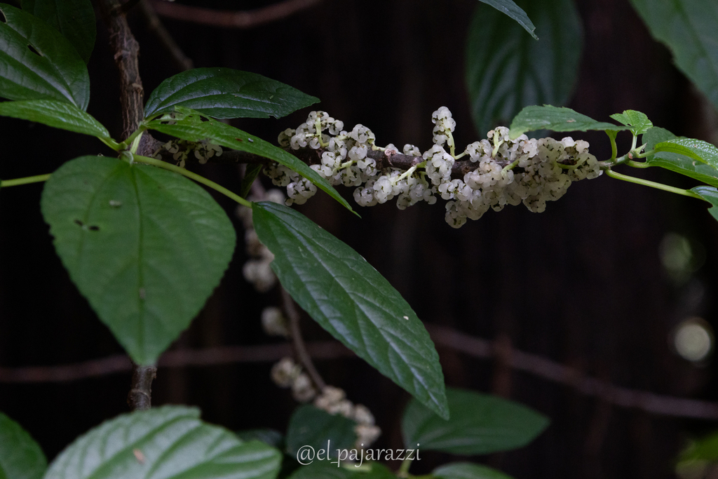 Gyrotaenia microcarpa