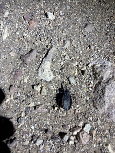 Triatoma recurva photo 5