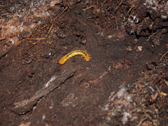 Dendroides canadensis