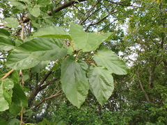 Morus indica