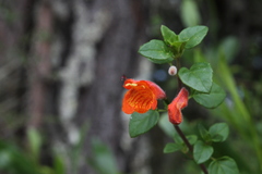 Clinopodium mexicanum