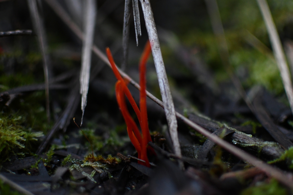 Clavulinopsis corallinorosacea