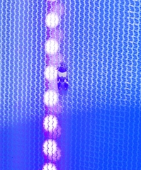 Triclonella determinatella