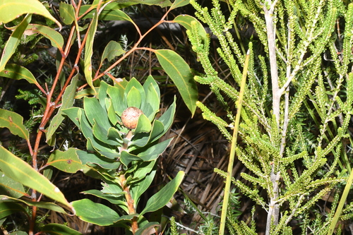 Isopogon latifolius, photograph 4