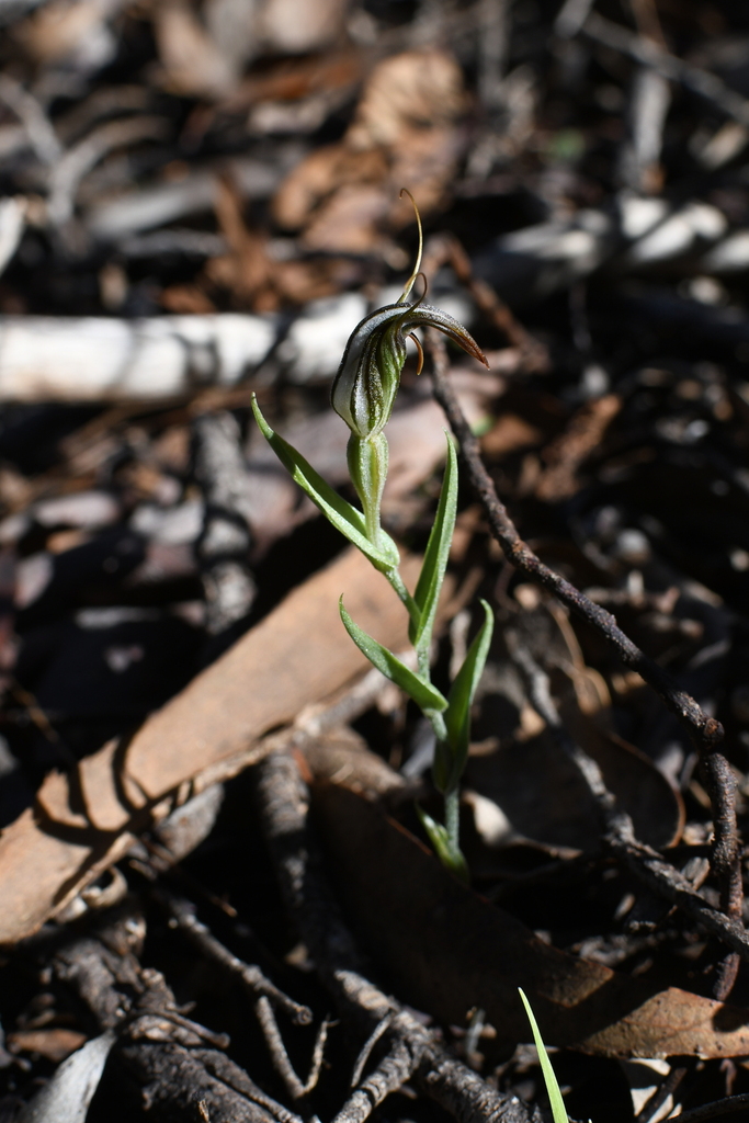 Pterostylis angusta