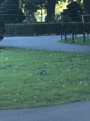 Sciurus carolinensis