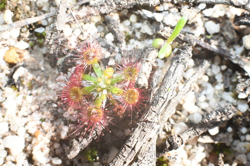 Drosera androsacea