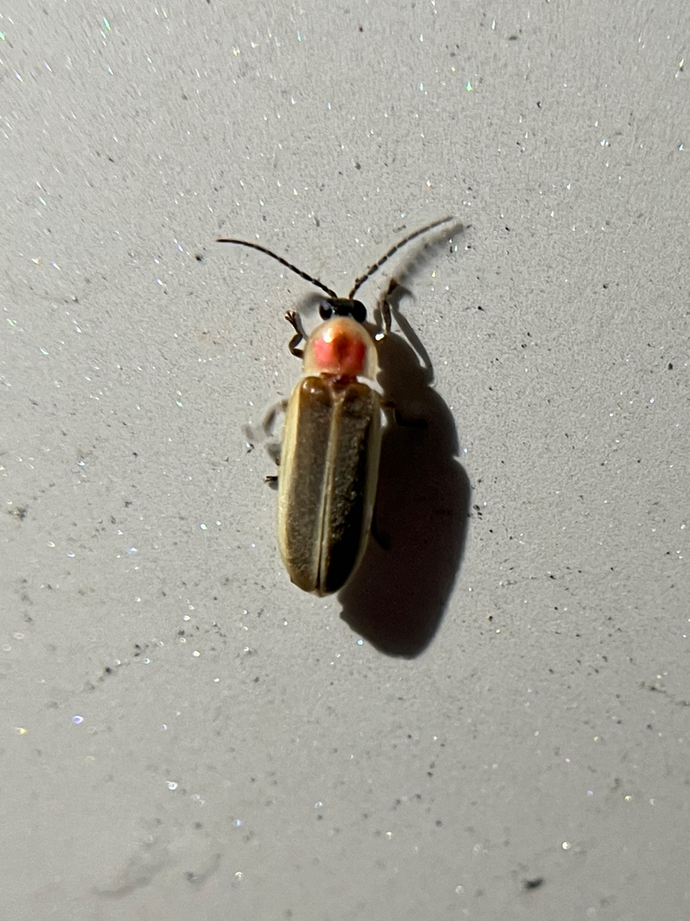 Little Gray Firefly