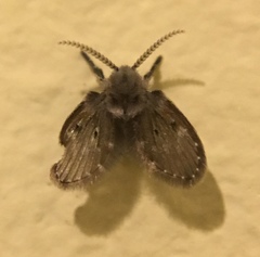 Clogmia albipunctata