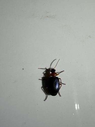 Lebia atriceps