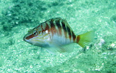 Hypoplectrodes maccullochi