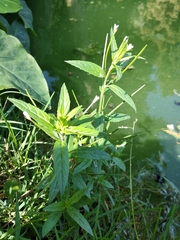 Epilobium ciliatum